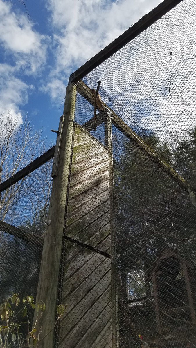 riddle_sphinx's tweet photo. π¦ time! barn owl was napping w/in the habitat, but the gr8 horned owl said hi, and also here's a quick peek at the red-tailed hawk! π¦π¦π¦
πΊ #sphinxitup #2018mmm #owlalert https://t.co/KTtAxXy55J