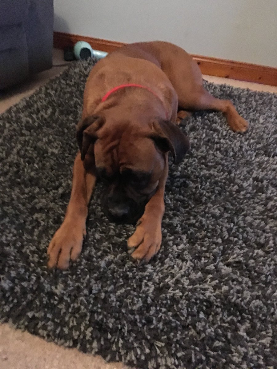 SeanMacD92's tweet image. Criminal caught and ready for sentencing! #TellItToTheJudge