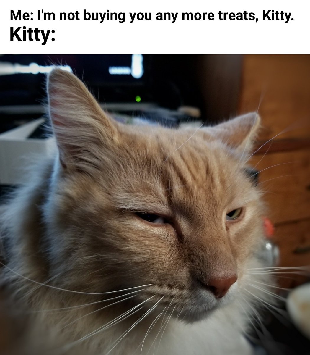 JustinCritch's tweet image. Well that settles that. #catogram #gingerCat #daFuqUSay