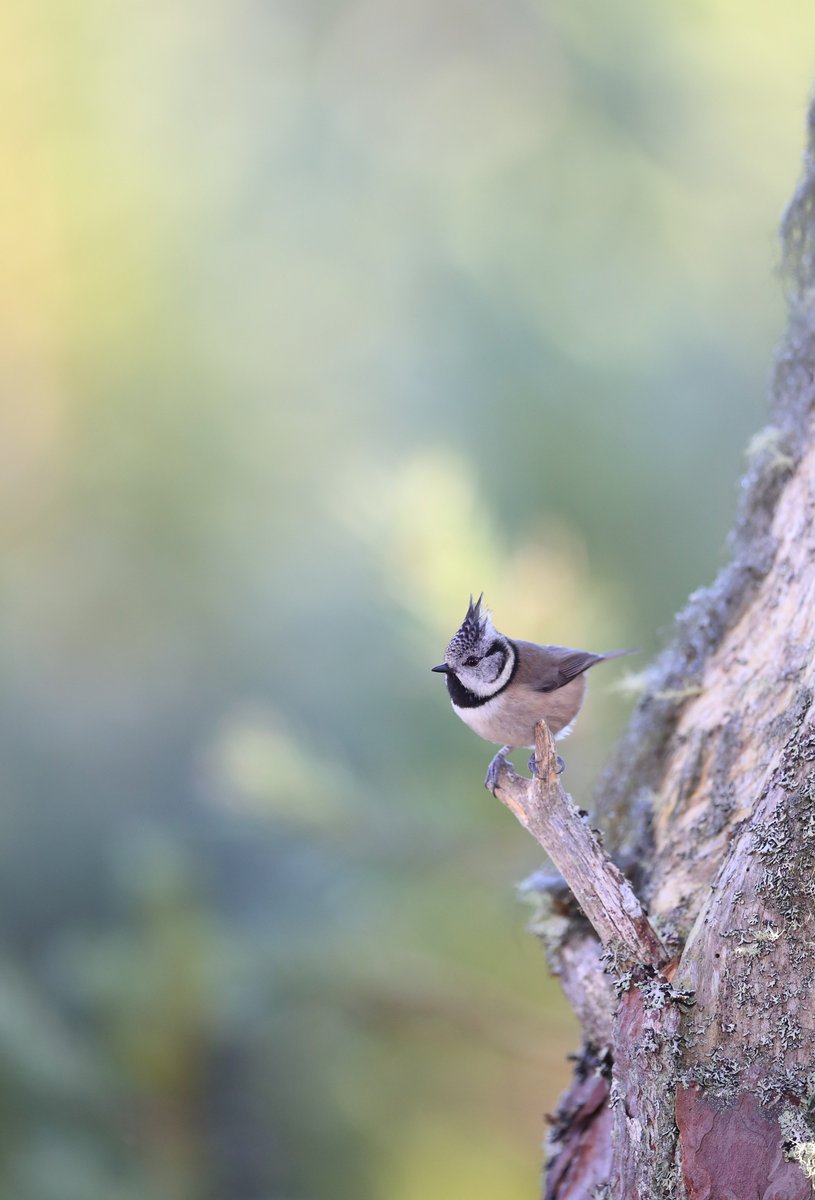 RT @MikeMcKen8: Crested tit @CNPnature @NatureUK @wildlife_uk