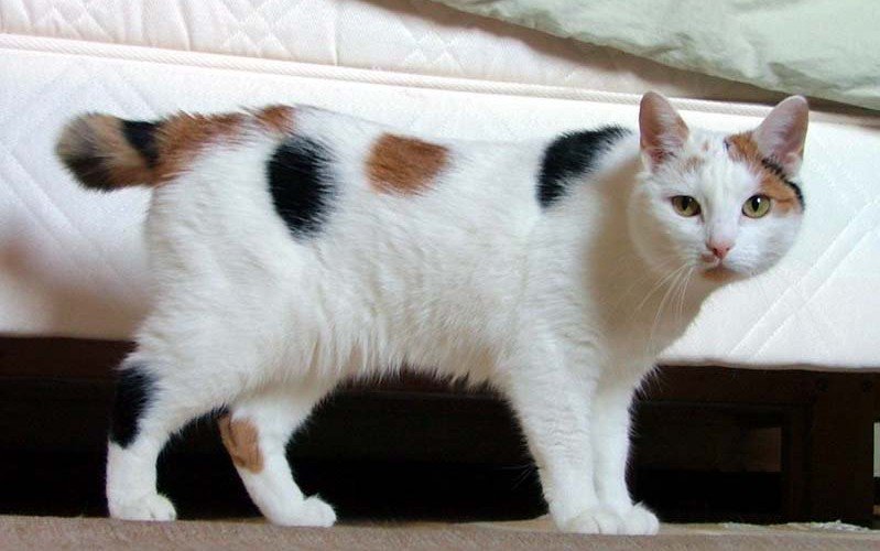 دليل عيادات بيطرية tweet media