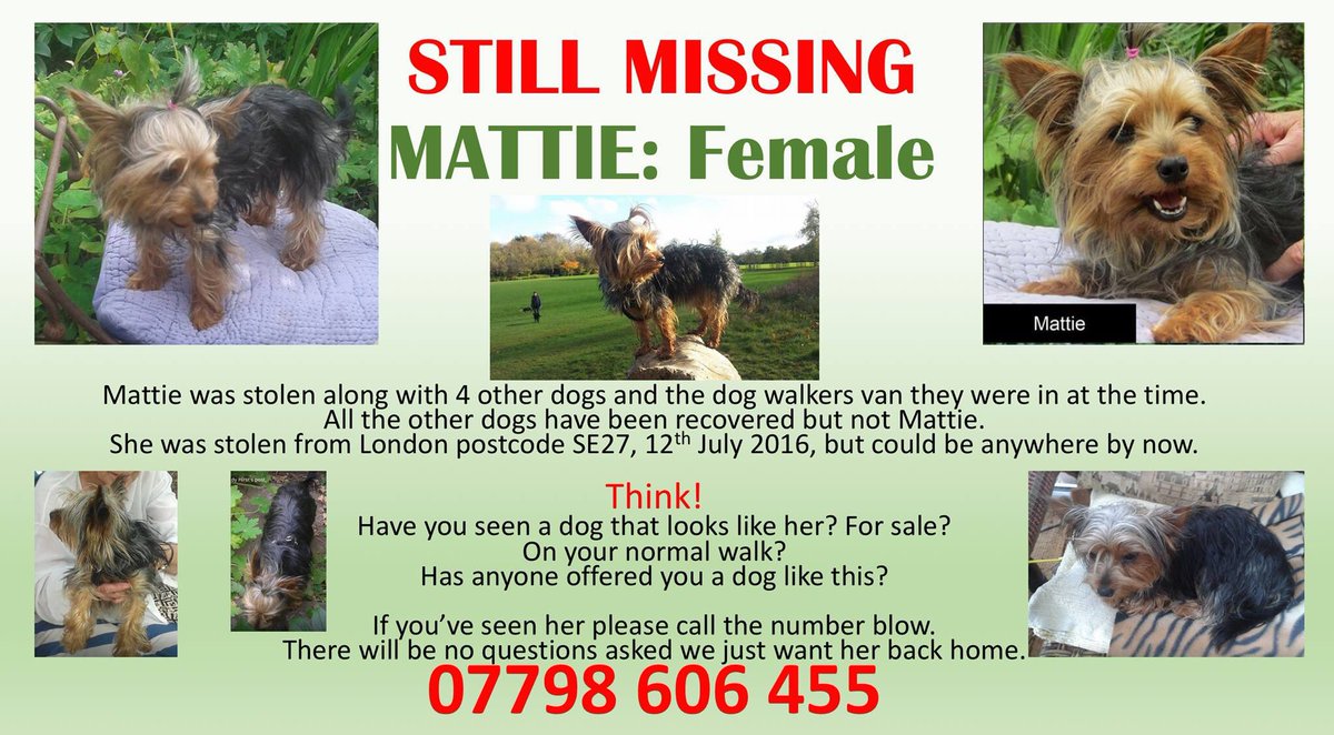 Mollie the Pug tweet media