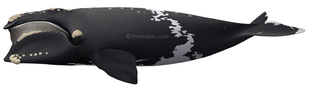 Brisdin Ar Twitter アビスリウム様 誤解を招くので訂正していただけませんでしょうか 例 ライトクジラ セミクジラ 小さなセミクジラ コセミクジラ アマゾンカワイルカ コビトイルカ ハロウィーンタウン イルカ クジラ アビスリウム