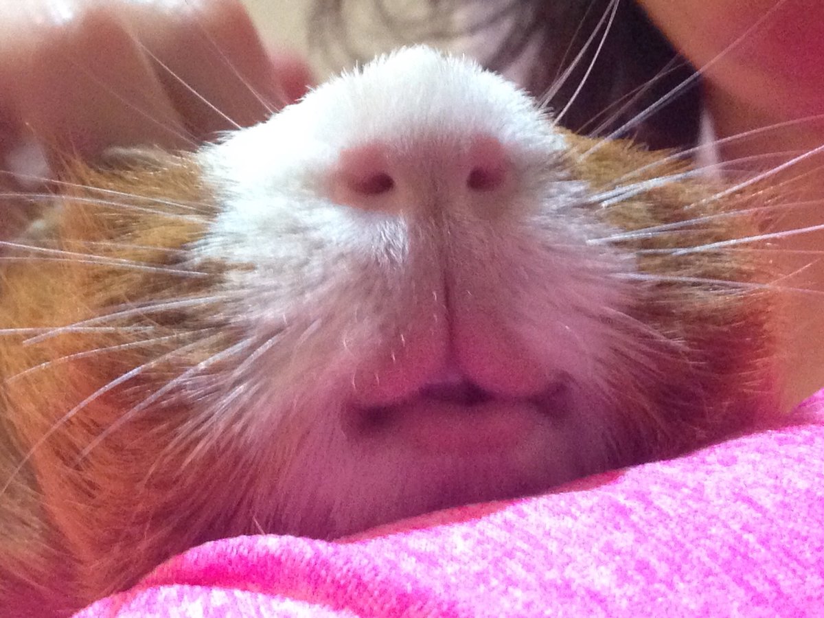 badgerbumble's tweet photo. @DailyGuineaLips #grumpypig #teefgrinding https://t.co/wUEfOnoxMk