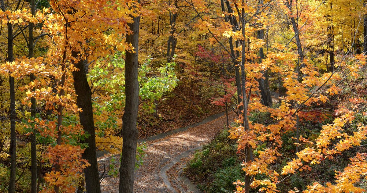 Chicago's Top Dayhikes featuring the Openlands Lakeshore Preserve, Des Plaines River Trail, Ryerson Woods, Starved Rock State Park, and more! via <a href="/BackpackerMag/">Backpacker Magazine</a> #Hiking backpacker.com/trips/chicago-…