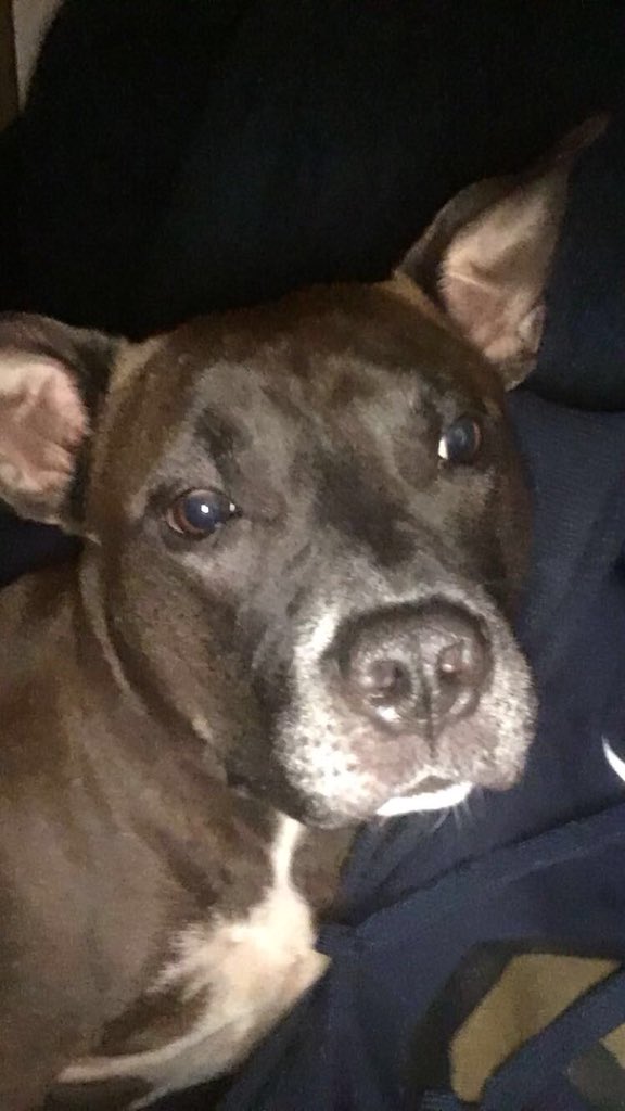 RealLordHelmet's tweet photo. Come out and support Bruno’s birthday. 3 human years are equal to 21 dog years 🍺🥂 https://t.co/IzitJeLp5c