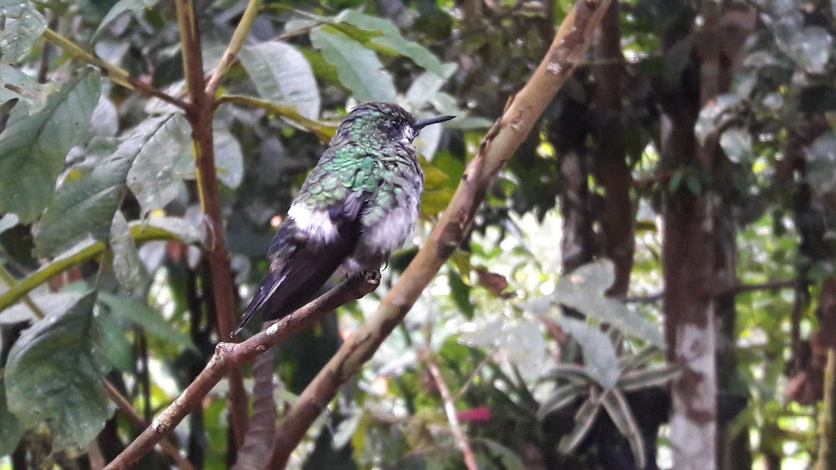 oswaldoaves's tweet photo. Un lindo Rabudito Verde (Discosura conversii) en los comederos de la casa de Doña Dora #ColibriesColombia #Anchicaya #ModoFutbol #Aves https://t.co/5MODzI4BXU
