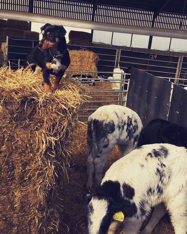 shepardess1's tweet photo. Top pup today 👏🏼 Helped push all the calves out there pens for weighing and helping bed up 😌 https://t.co/h9LvP2MWbw
