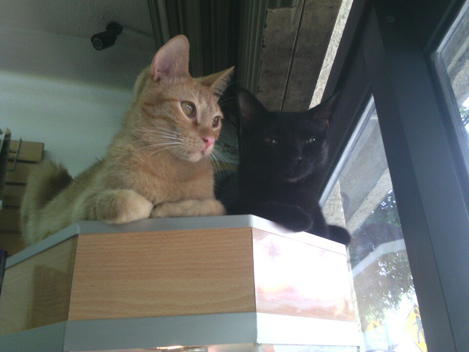 CatfecitoGazzu's tweet photo. ¿Qué es lo mas gracioso que has visto que hacen nuestros gatitos?
Compartenos tus experiencias
#Catfecito #Cats #Gatos https://t.co/0ES8KTFLDl