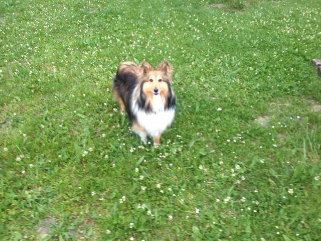 Alerte Animaux Perdu On Twitter Perdu Chien Marron Et