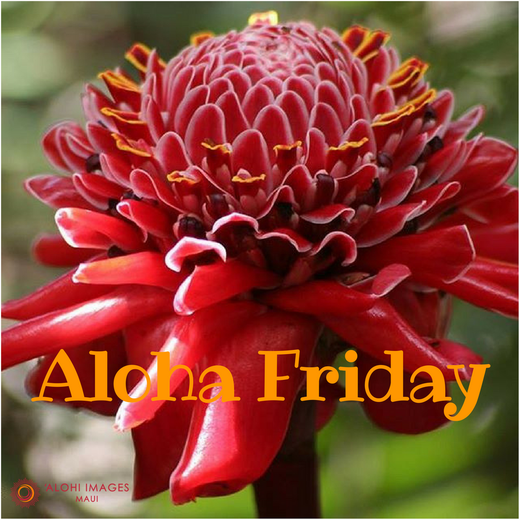 MauiMuseum's tweet photo. Aloha Pō'alima! Photo credit @alohiimagesmaui her beautiful greeting cards are available in our shop.
Open today 10a-4p
#halehoikeike #baileyhouse #mauimuseum #maui #wailuku #torchginger #pua #alohafriday #aloha #shoplocal #buylocal #supportlocal #alohiimages #alohiimagesmaui https://t.co/5iolFPrMJQ