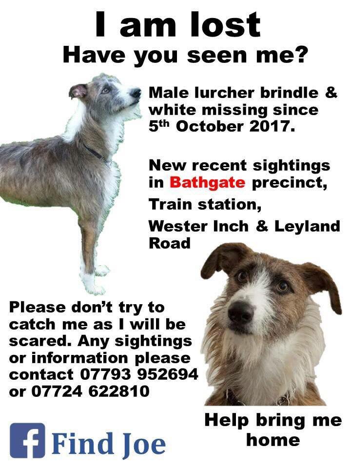 Mollie the Pug tweet media