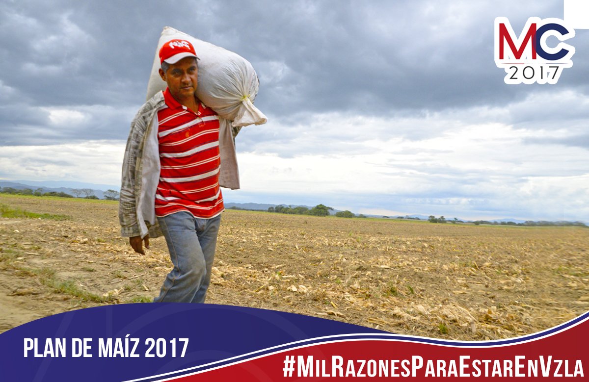 RodrigzTuit's tweet photo. En #Yaracuy labramos más de 22 mil hectáreas de un futuro productivo, con entrega y dedicación garantizamos la arepa del venezolano #MilRazonesParaEstarEnVenezuela https://t.co/cbbL8O5sGZ