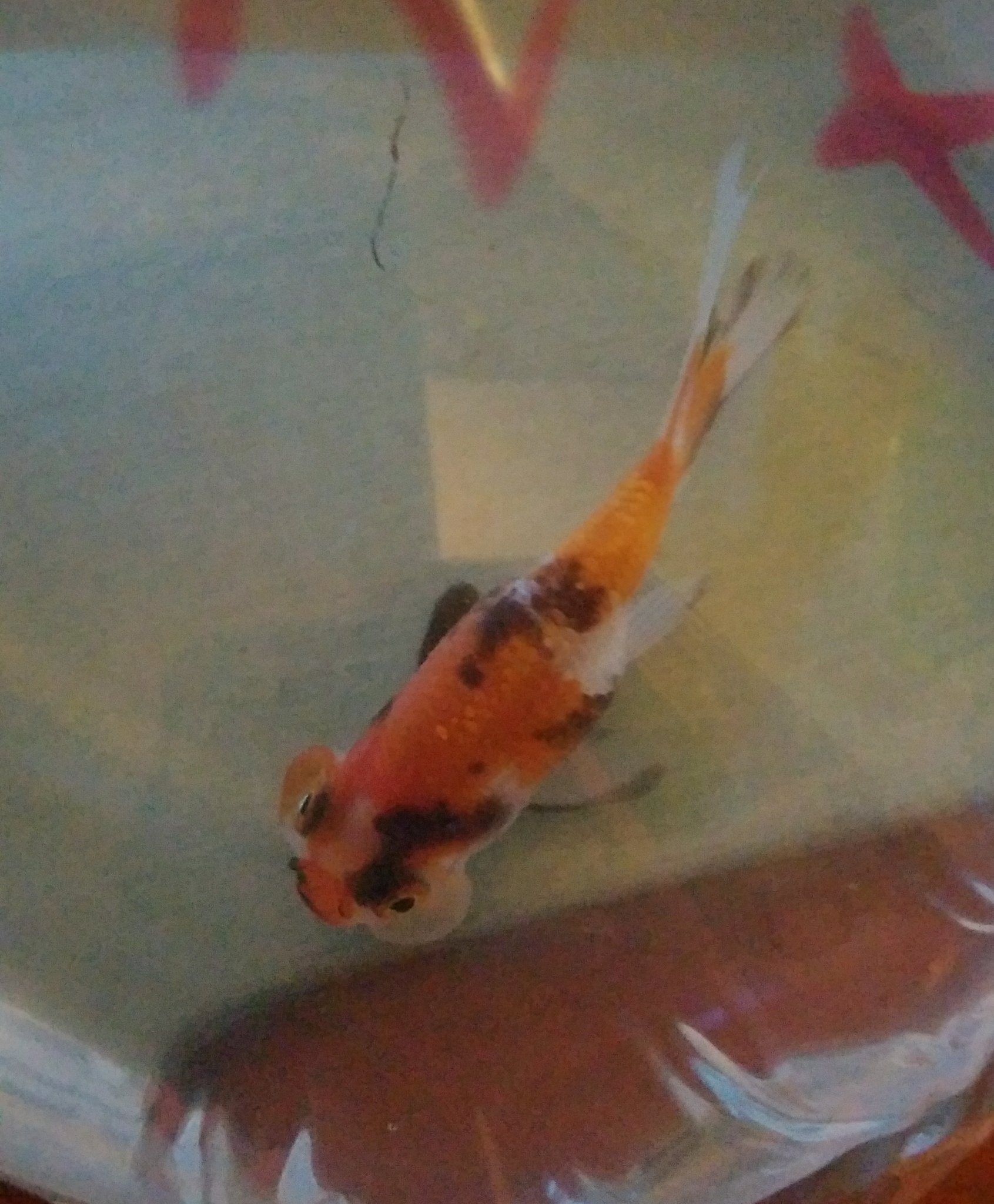 里山ヘリグロ姫 昨日 ミックス金魚に三色水泡眼のフナ尾がいて即決 なんちゃってではない一枚ビレ ハネなのでめっちゃ安いしフナ尾大好きだしこれはたまらん もう金魚水槽大きくしないとダメだな 金魚 水泡眼 フナ尾 T Co Bq7aeaadr6