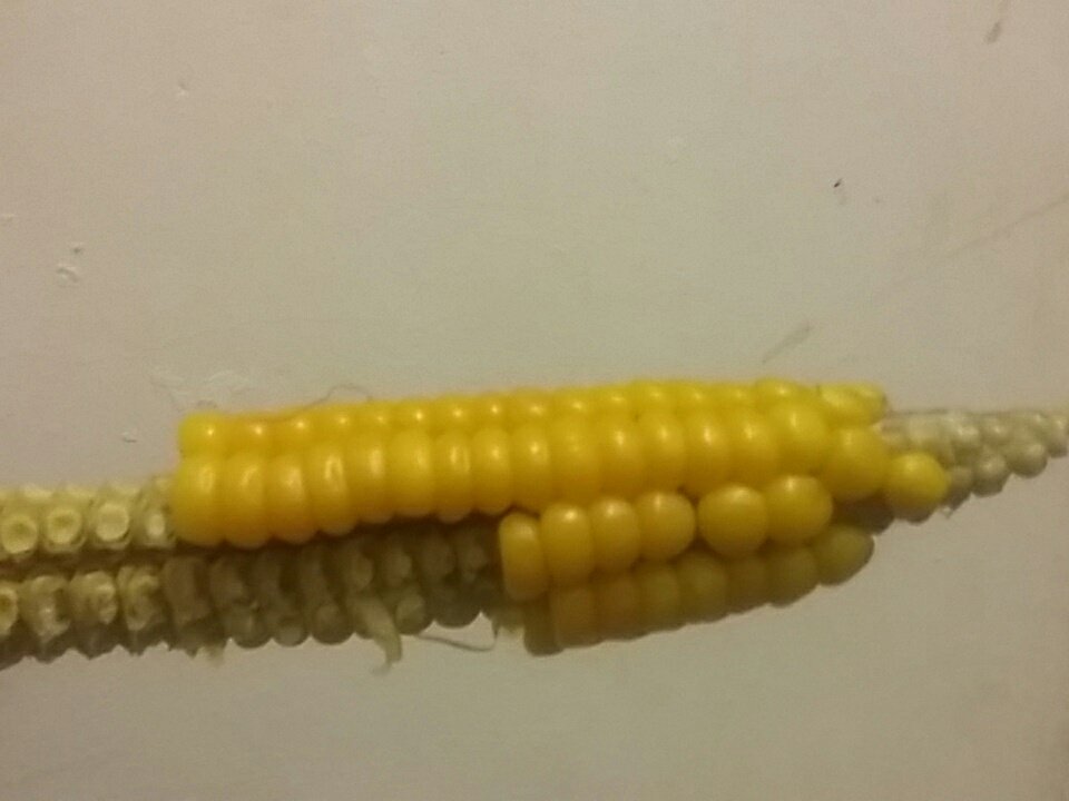 Mangani Katundu (@mankatundu) on Twitter photo A landrace orange maize cob may look small but it has relatively more grains and a very small pith. Farmers rights to grow high yielding local varieties for food security.<a href="/nangabe/">masego madzwamuse</a> <a href="/LevisonChiwaula/">Levison Chiwaula</a> <a href="/M_Chikoko/">Mercy P CHIKOKO</a> <a href="/chamkoka/">Charles Mkoka</a> <a href="/OSISA/">OSISA</a> <a href="/FAOMalawi/">FAO Malawi</a> A landrace orange maize cob may look small but it has relatively more grains and a very small pith. Farmers rights to grow high yielding local varieties for food security.<a href="/nangabe/">masego madzwamuse</a> <a href="/LevisonChiwaula/">Levison Chiwaula</a> <a href="/M_Chikoko/">Mercy P CHIKOKO</a> <a href="/chamkoka/">Charles Mkoka</a> <a href="/OSISA/">OSISA</a> <a href="/FAOMalawi/">FAO Malawi</a>