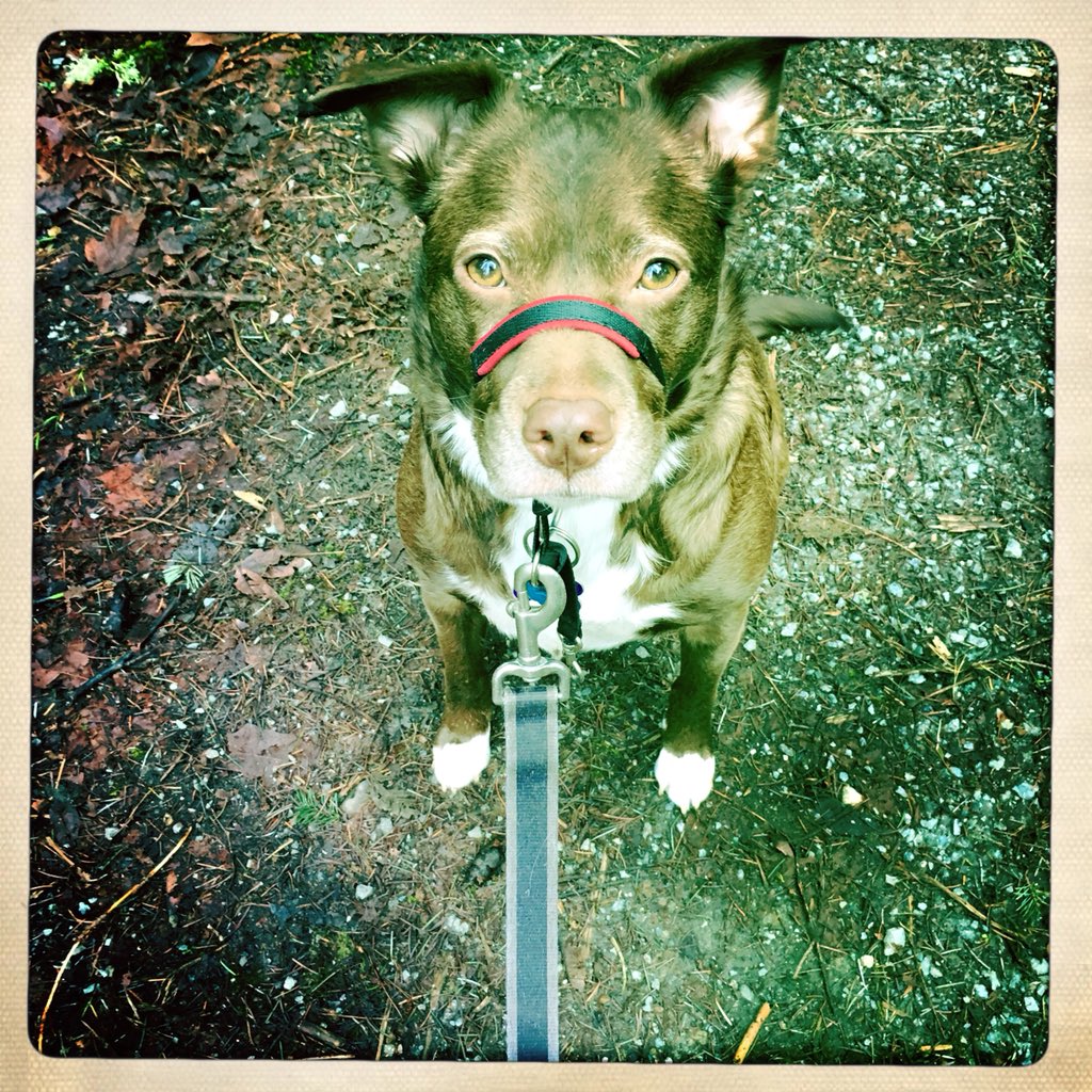 WeAreTeamSniff's tweet image. Mocha and Jasper. #dogsofseattle ~ Tove