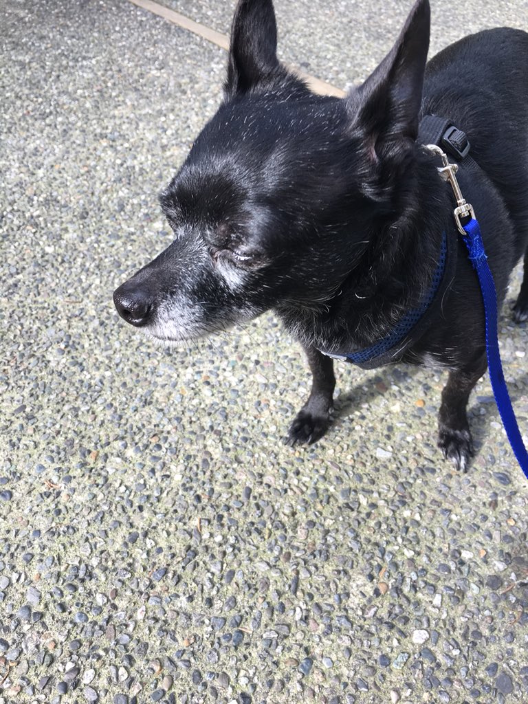 WeAreTeamSniff's tweet image. Mocha and Jasper. #dogsofseattle ~ Tove