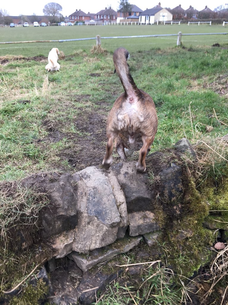 TWIGGS_D_W's tweet photo. Pack walk photo of the day goes to Jack! ❤️ #dogs #dogsoftwitter #funnydogphotos #dogwalker #packwalks #bestjobever https://t.co/VTljsbmhyi