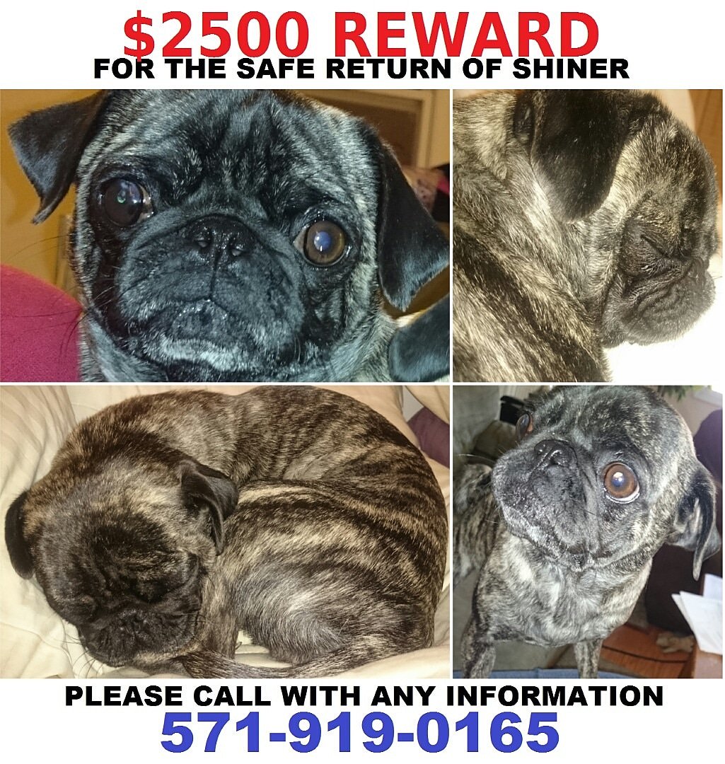 BringShinerHome's tweet photo. @KiwiEV - Just in case whoever kidnapped my favorite brindle pug absconded with her to eastern Europe, please keep an eye out for my Shiner. #BringShinerHome #HelpBringShinerHome https://t.co/HOSFZ6D5xy