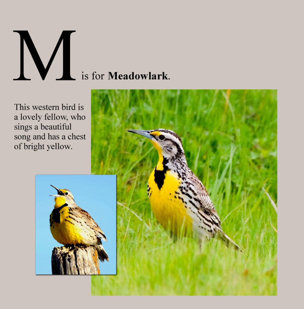 KWBunyap's tweet photo. M is for Meadowlark https://t.co/1w95YQrO44 https://t.co/W9tmbUUXqq