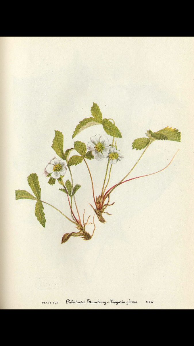MplsAthenaeum's tweet photo. Pale-leaved Strawberry, Fragaria glauea. “Wild Flowers of America”, Mary Vaux Walcott. Published by Smithsonian Institute, 1953 at @MplsAthenaeum. #maryvauxwalcott #strawberry #fragariaglauca #5womenartists #museumdraw #urbanedible #indigenousplant https://t.co/xzSSYA8N3l