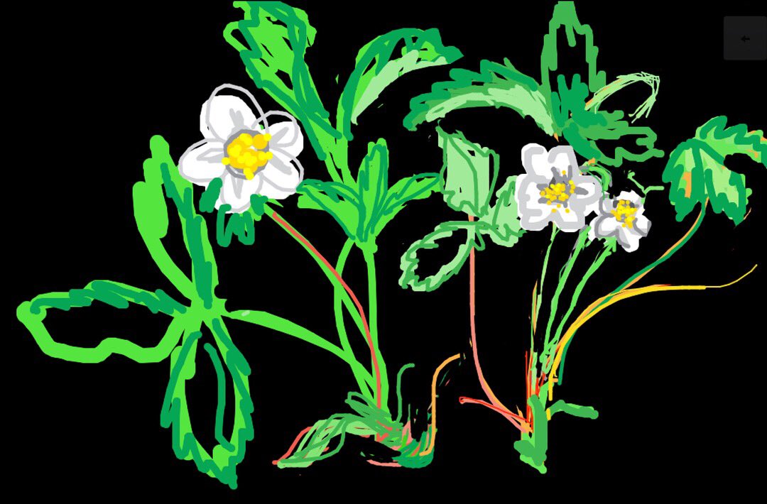 MplsAthenaeum's tweet photo. Pale-leaved Strawberry, Fragaria glauea. “Wild Flowers of America”, Mary Vaux Walcott. Published by Smithsonian Institute, 1953 at @MplsAthenaeum. #maryvauxwalcott #strawberry #fragariaglauca #5womenartists #museumdraw #urbanedible #indigenousplant https://t.co/xzSSYA8N3l