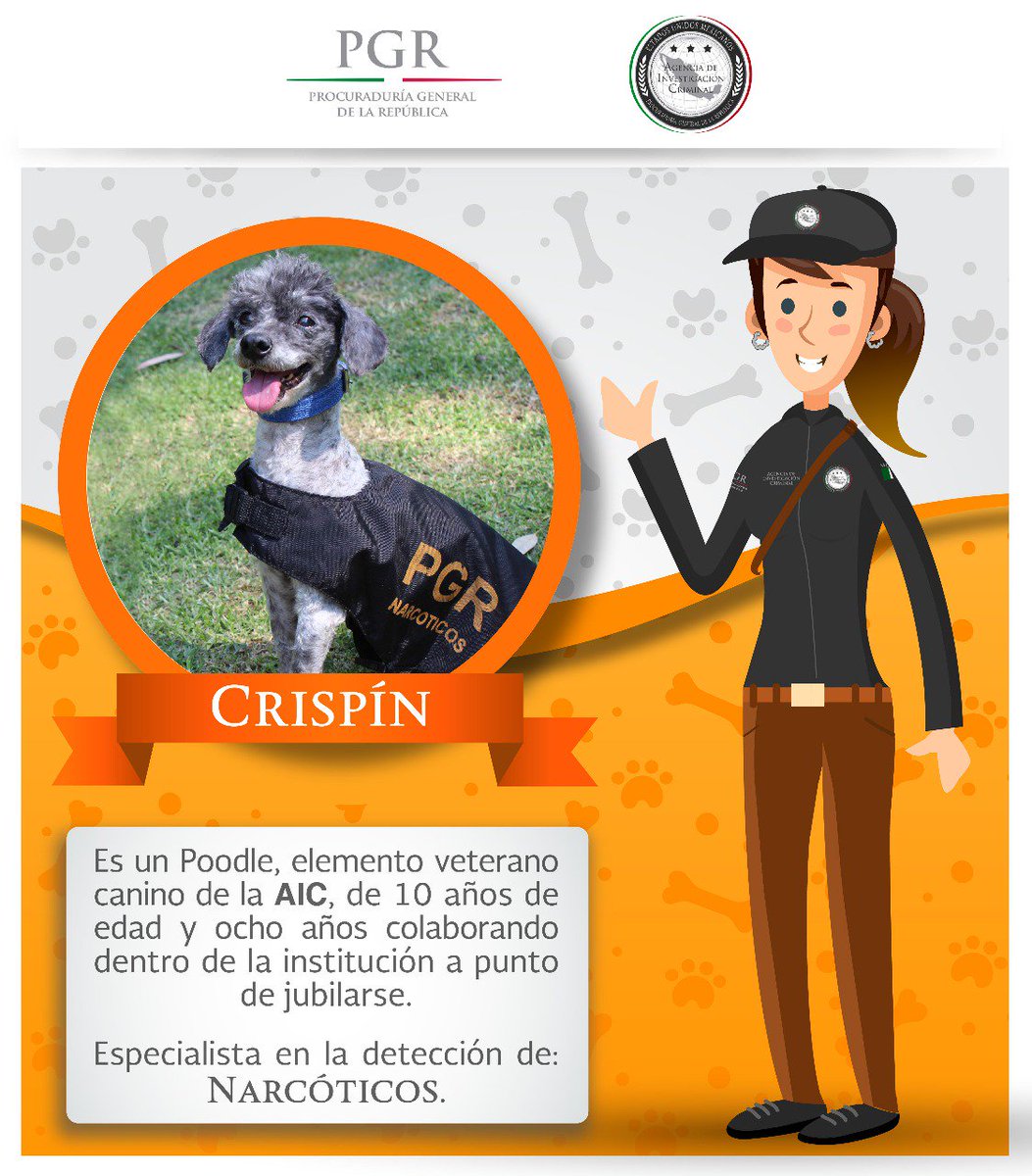 FGR_AIC's tweet photo. Conoce a Crispín, elemento #canino de la #AIC de la @PGR_mx especialista en la detección de #narcóticos. https://t.co/CuyuycOCmJ