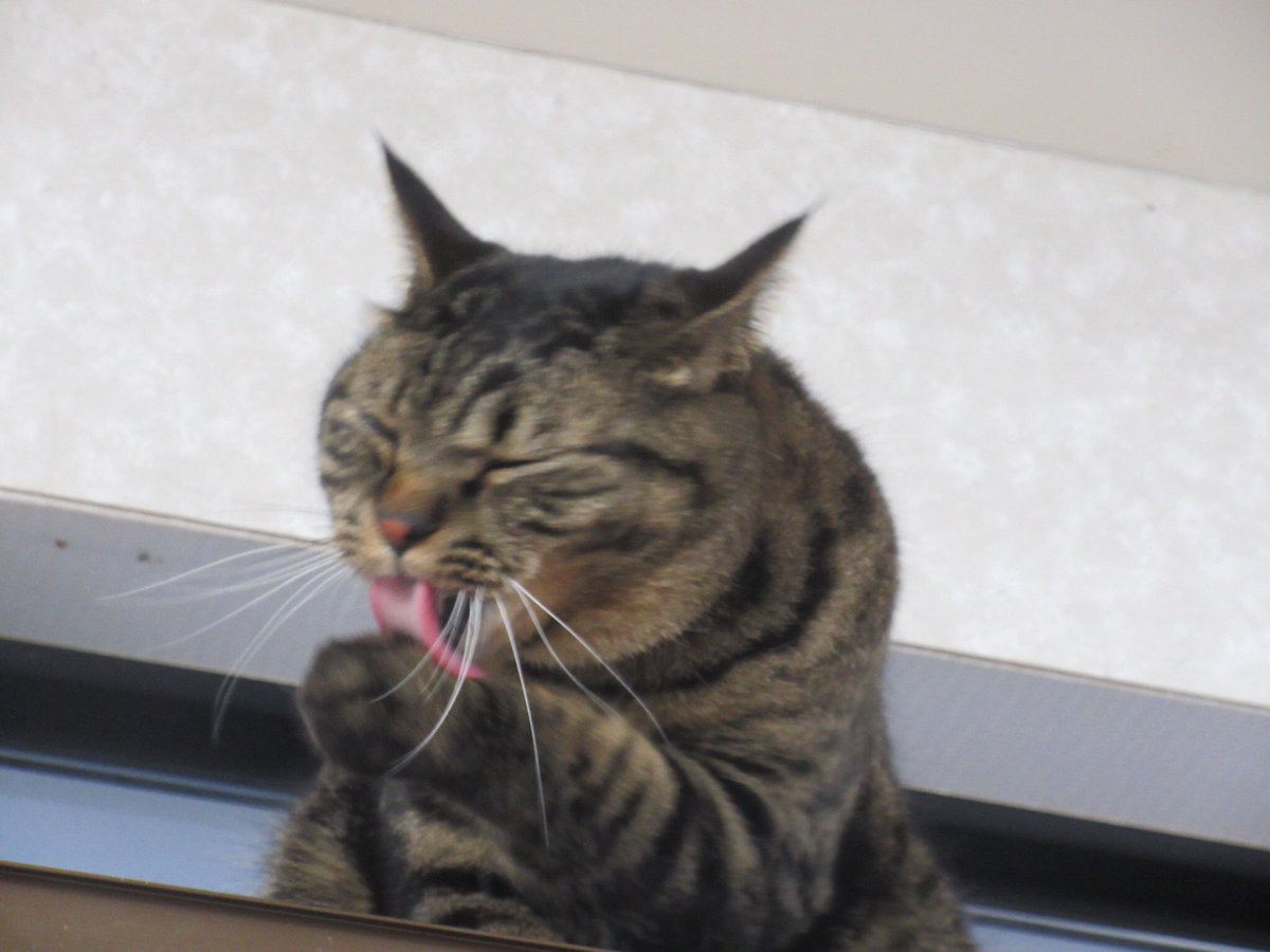 ねこ広場 Nekohiroba17 Twitter ねこ広場 Nekohiroba17 Twitter