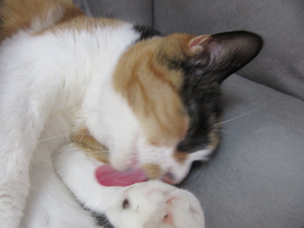 ねこ広場 Nekohiroba17 Twitter ねこ広場 Nekohiroba17 Twitter
