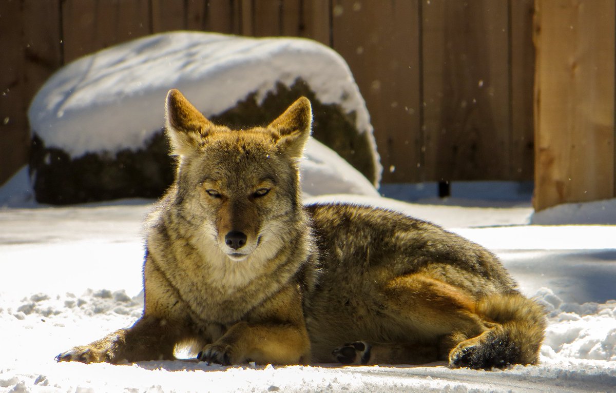 YosemiteNPS's tweet photo. Coyotes seen basking in the snow today in a vacant campground.
.
If you see a coyote approaching humans, cars, or human developments, make loud noises and scare it off. This will reduce human-coyote conflict by keeping coyotes from becoming habituated to being near people. https://t.co/KHVeQpi0F6