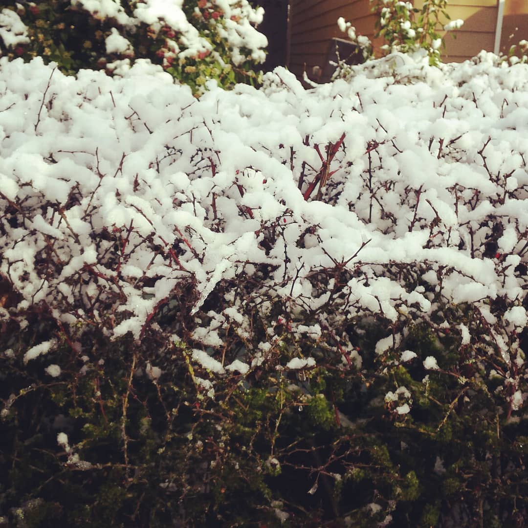 RachelG56812's tweet photo. Winter wonderland here in OR!! https://t.co/ZIhtxE4pRX
