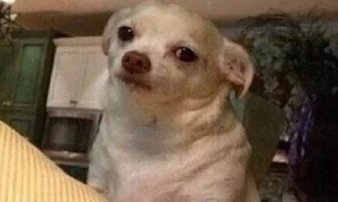 chilevision's tweet photo. Si tú te vas y yo me voy... ¿con quién se queda el perro? #Viña2018 ▶ https://t.co/wIMpzlg2pE https://t.co/Hlpi8WhzVx