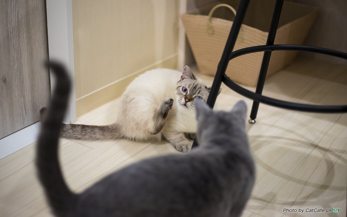 猫カフェ リプミィ 撮れたてのおもち ベロを出しながら 掻いてるところを撮ろうとしたらココアが通過 笑 猫 猫カフェ 猫カフェリプミィ 猫部 北千住 キンカロー 猫カフェ リプミィ 撮れたてのおもち ベロを出しながら 掻いてるところを撮ろうとしたらココアが通過 笑 猫 猫カフェ 猫カフェリプミィ 猫部 北千住 キンカロー