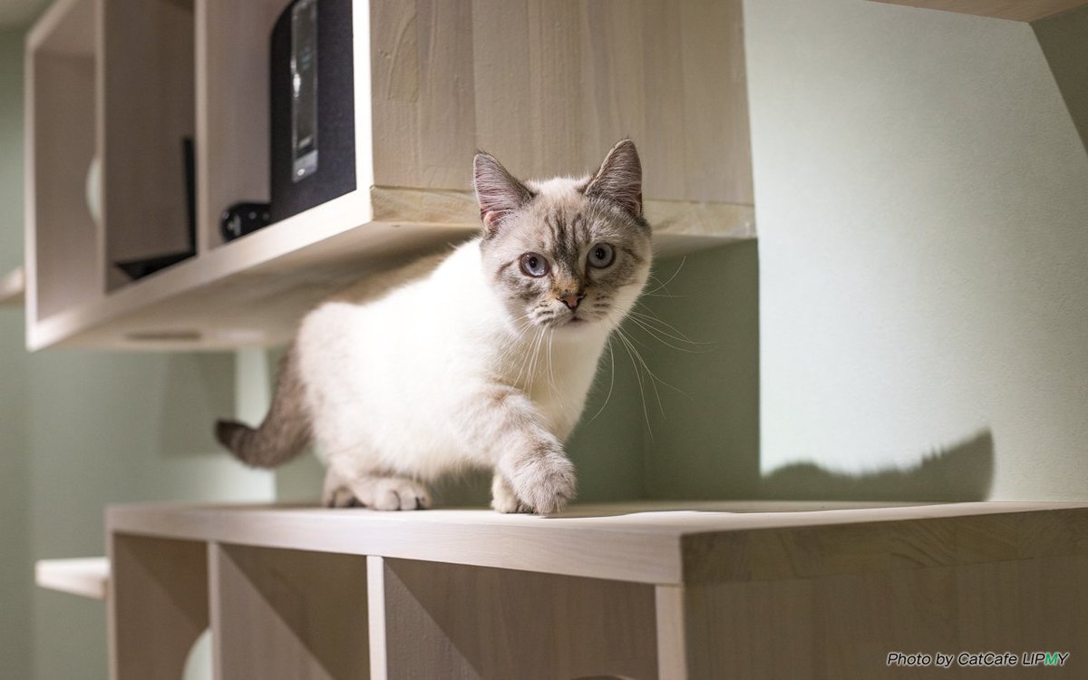 猫カフェ リプミィ 撮れたてのおもち ベロを出しながら 掻いてるところを撮ろうとしたらココアが通過 笑 猫 猫カフェ 猫カフェリプミィ 猫部 北千住 キンカロー 猫カフェ リプミィ 撮れたてのおもち ベロを出しながら 掻いてるところを撮ろうとしたらココアが通過 笑 猫 猫カフェ 猫カフェリプミィ 猫部 北千住 キンカロー