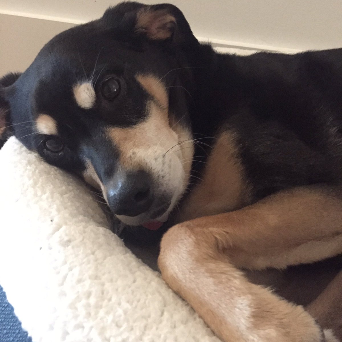 KacyTheDog's tweet photo. I should prob wake up for my interview... #RuffLife https://t.co/7F9hXZ3vud