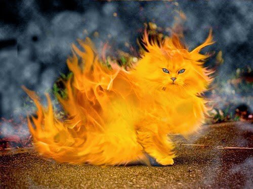 CatsofSPSM's tweet photo. @socworkpodcast @SFreedenthal @DocForeman @chrsmxwll @BartAndrews Bring the fire! We likes it hot! Moar kitteh pics!! #catsofsuicideprevention #spsm #catsofspsm https://t.co/Js5wZJSO79