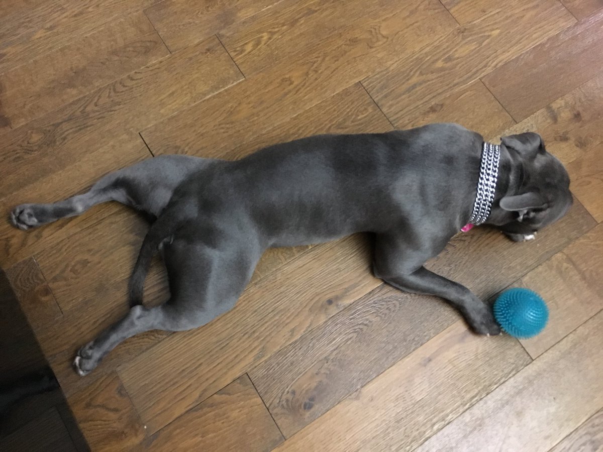 BlueStaffieRoxy's tweet photo. Oh, almost forgot, happy #FrogLegsFriday everyone 🐸🐶❤️ 
#StaffordshireBullTerrier
#Staffie
#DogsofTwitter 
@dogcelebration 
@SoppyStaffiesUK 
@Staffie_Lovers https://t.co/k2F5h59MnK