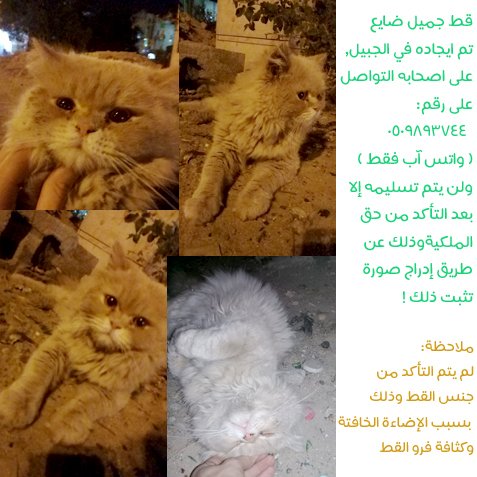 aisha_ais_1's tweet photo. #قط_مفقود #قط_ضائع #قطط_للتبني #قطط_الجبيل #قطط_الشرقية #قطط_للبيع #قطة #قطط #قطوة #LOST_CAT #JUBAIL_CATS #ADOPTED_CAT #الاتحاد_الشباب #اسم_ابوجدك #الجبيل #الشرقية #السعودية #وظائف_نسائية #وظائف_الجبيل #وظائف_الشرقية #وظائف_للشباب #للبيع #تبنى #تبني #قطط_للتبني #قطة_مفقودة https://t.co/Lm4qxMi4sH