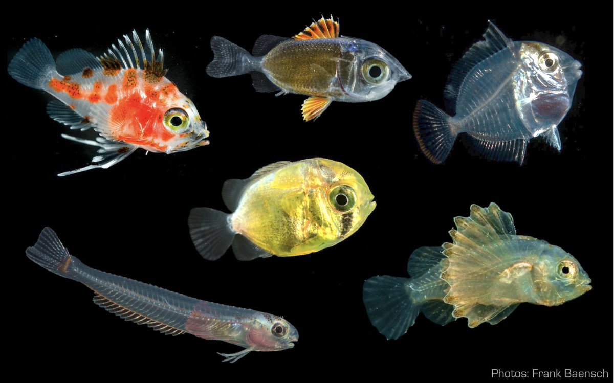 GerritNanninga's tweet image. Swimming capacities of #fishlarvae affect #geneflow and #biogeography in marine #metapopulations. int-res.com/abstracts/meps… @DrManica