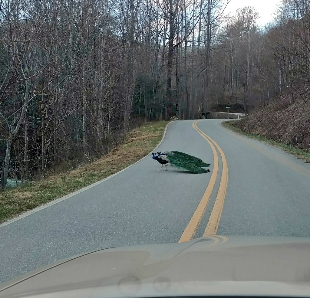 ZAPcoachRyan's tweet photo. Blackberry Road traffic jam #peacockproblems https://t.co/gQsX3FfDXc