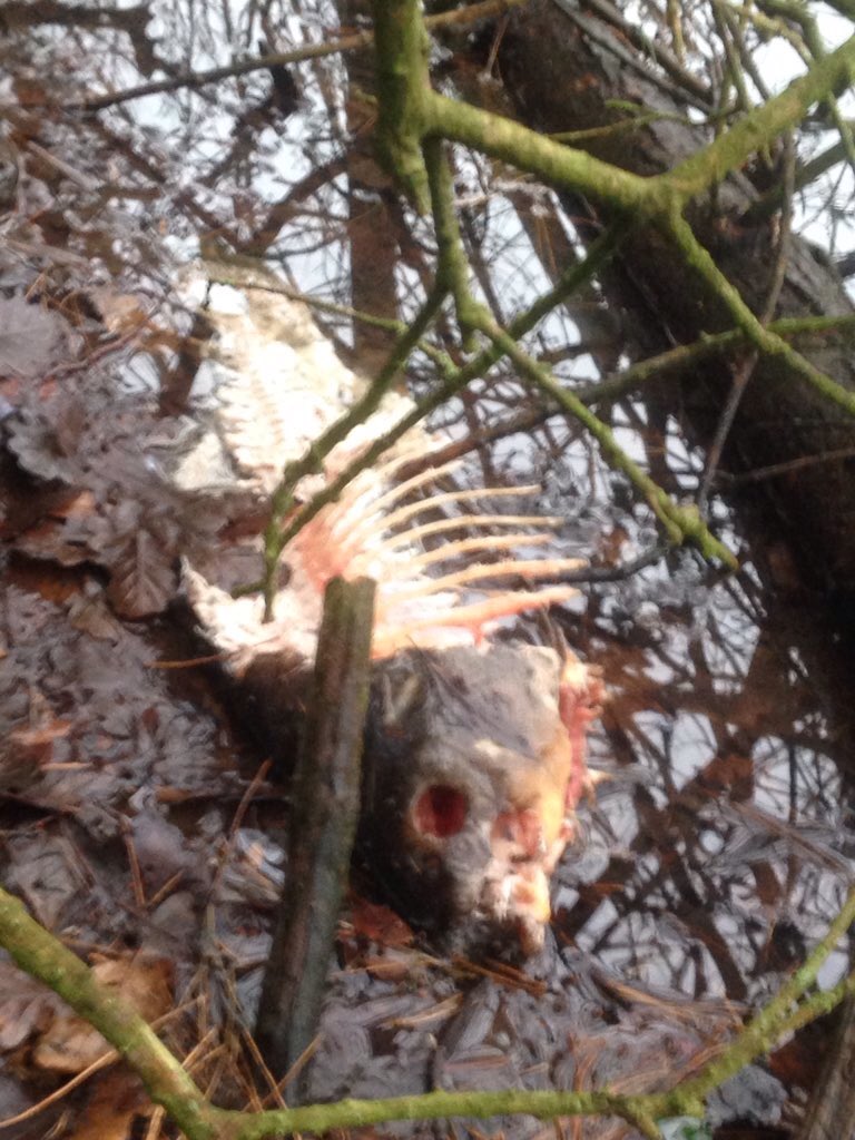 Save UK Fisheries tweet media