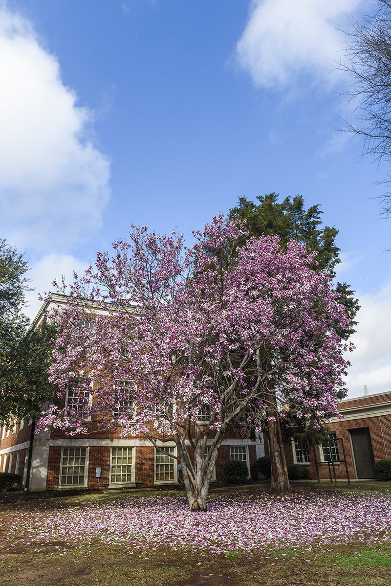 UofAlabama's tweet photo. A warm week in Tuscaloosa = beautiful flowers across campus 😍 #TodayAtUA https://t.co/2dozgK6oPp