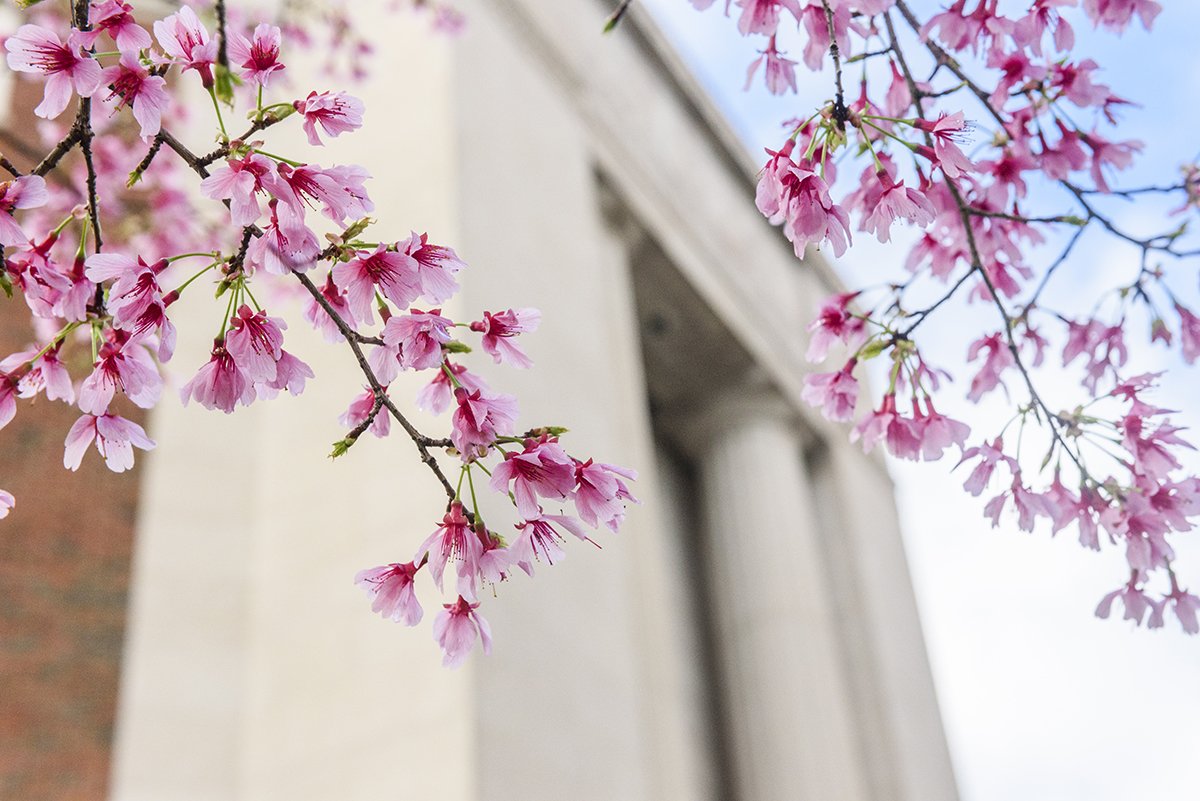 UofAlabama's tweet photo. A warm week in Tuscaloosa = beautiful flowers across campus 😍 #TodayAtUA https://t.co/2dozgK6oPp
