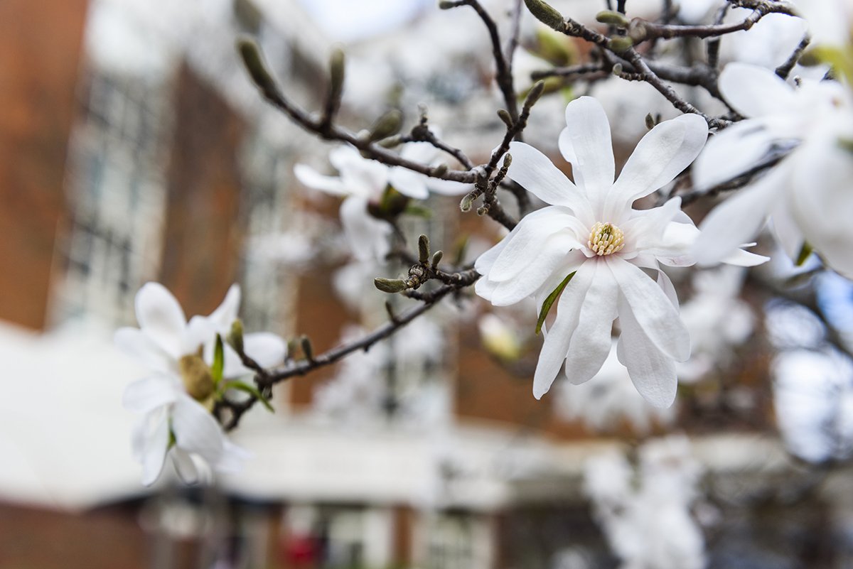 UofAlabama's tweet photo. A warm week in Tuscaloosa = beautiful flowers across campus 😍 #TodayAtUA https://t.co/2dozgK6oPp