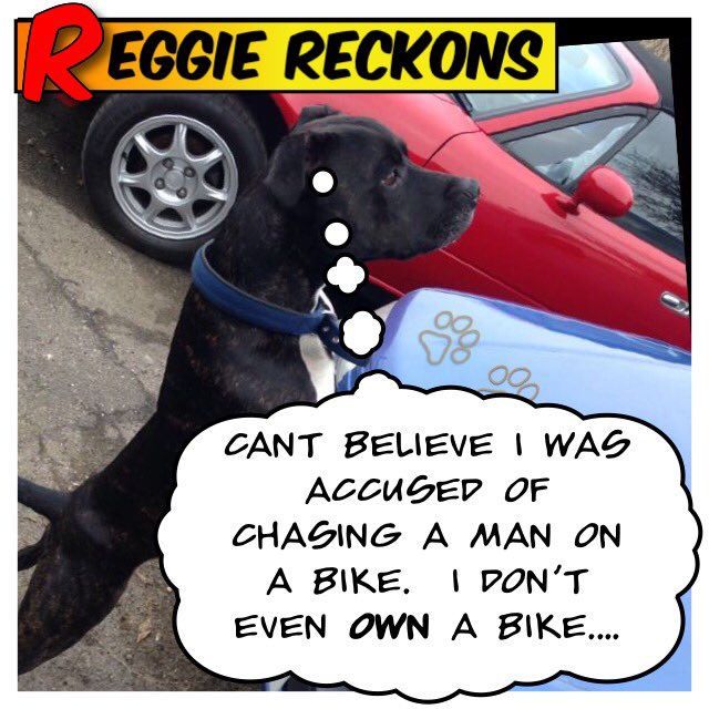 SpeedStyleAutos's tweet photo. #ReggieReckons
“Can’t believe I was told off for chasing a man on a bike. I don’t even OWN a bike!”
https://t.co/c4tkFtfO4N
#sales
#GoodGarageScheme #garage #tyres #servicing #staffy #mot #usedcars #carsales #usedcardealers #finance #ipswich #Ippy #suffolk #witnesham #bike https://t.co/Qux4WFpeoK