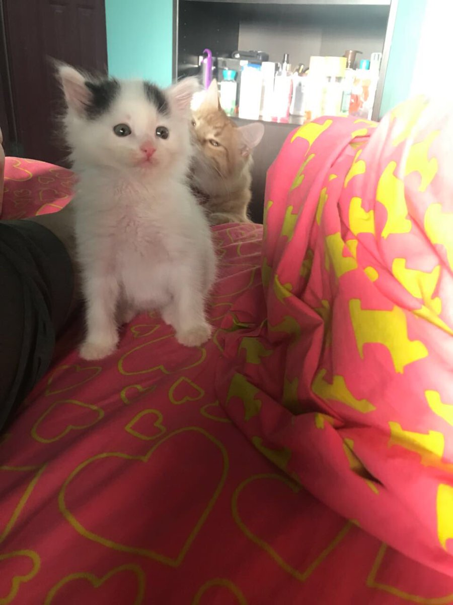 catloversrd's tweet photo. Duke está en adopción. Se entrega con compromiso de esterilización. Para solicitar un formulario favor escribir a info@catloversrd.org https://t.co/jjF1GDGSZ6