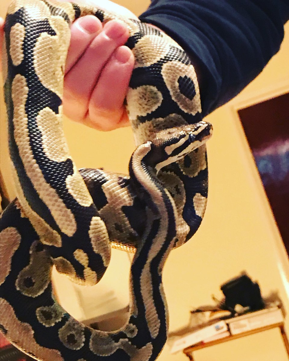 kanefoster92's tweet image. #fireballpython #Python #snakes #royalpython #reptile #beauty