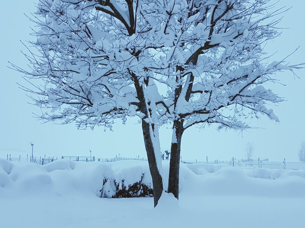 03_Intense_red's tweet photo. Nevica! La neve scende in silenzio ma copre ogni cosa. #Thepowerofsilence https://t.co/mdlfBnCmCw