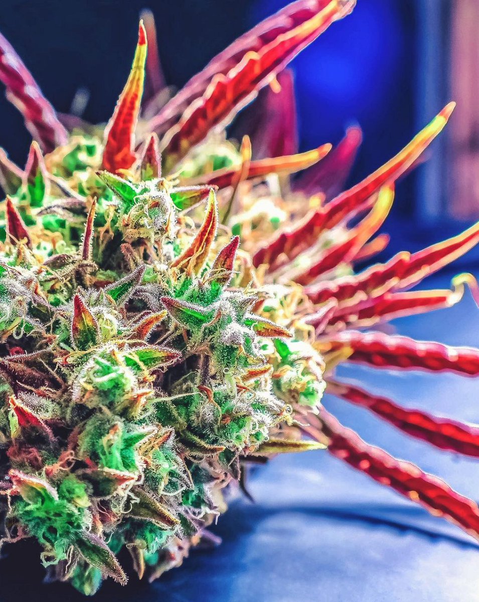 HIGH_TIMES_Mag's tweet photo. Express yourself. Colors of cannabis π
π·: https://t.co/9MMKNMLjVk #3CFarms https://t.co/kzJ5ReHSEa