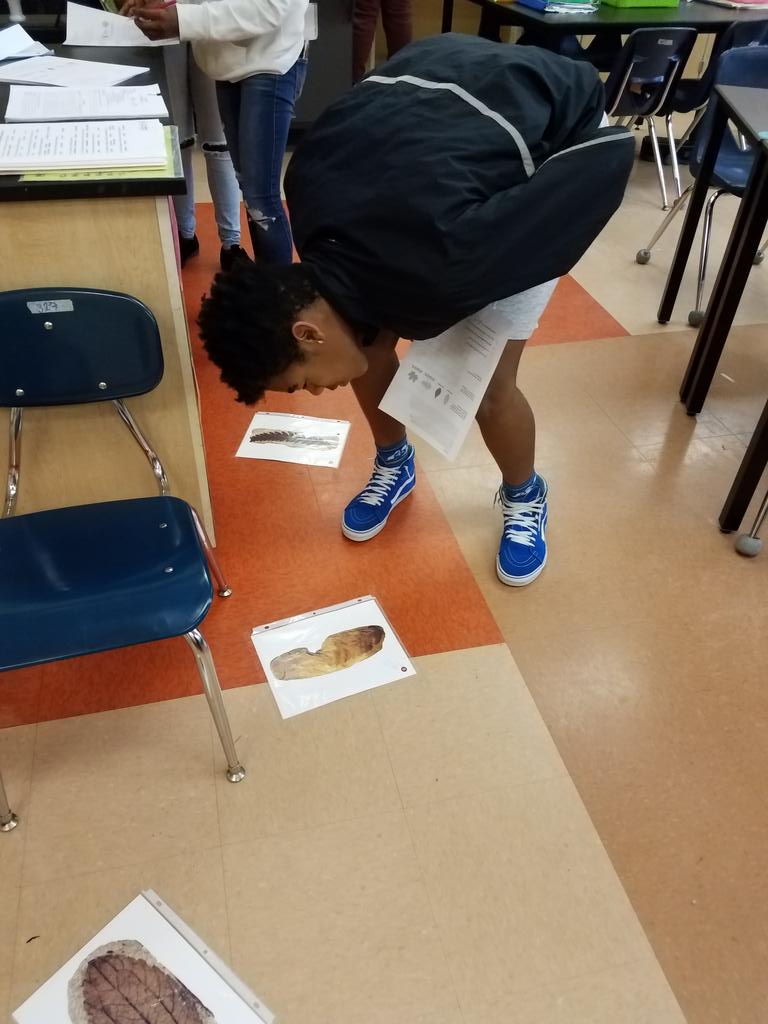 krivskyscience2's tweet image. 8.E.2 Leaf fossil Margin Analysis provides evidence of a changing Earth.
@smithsonian @WSFCS_Science